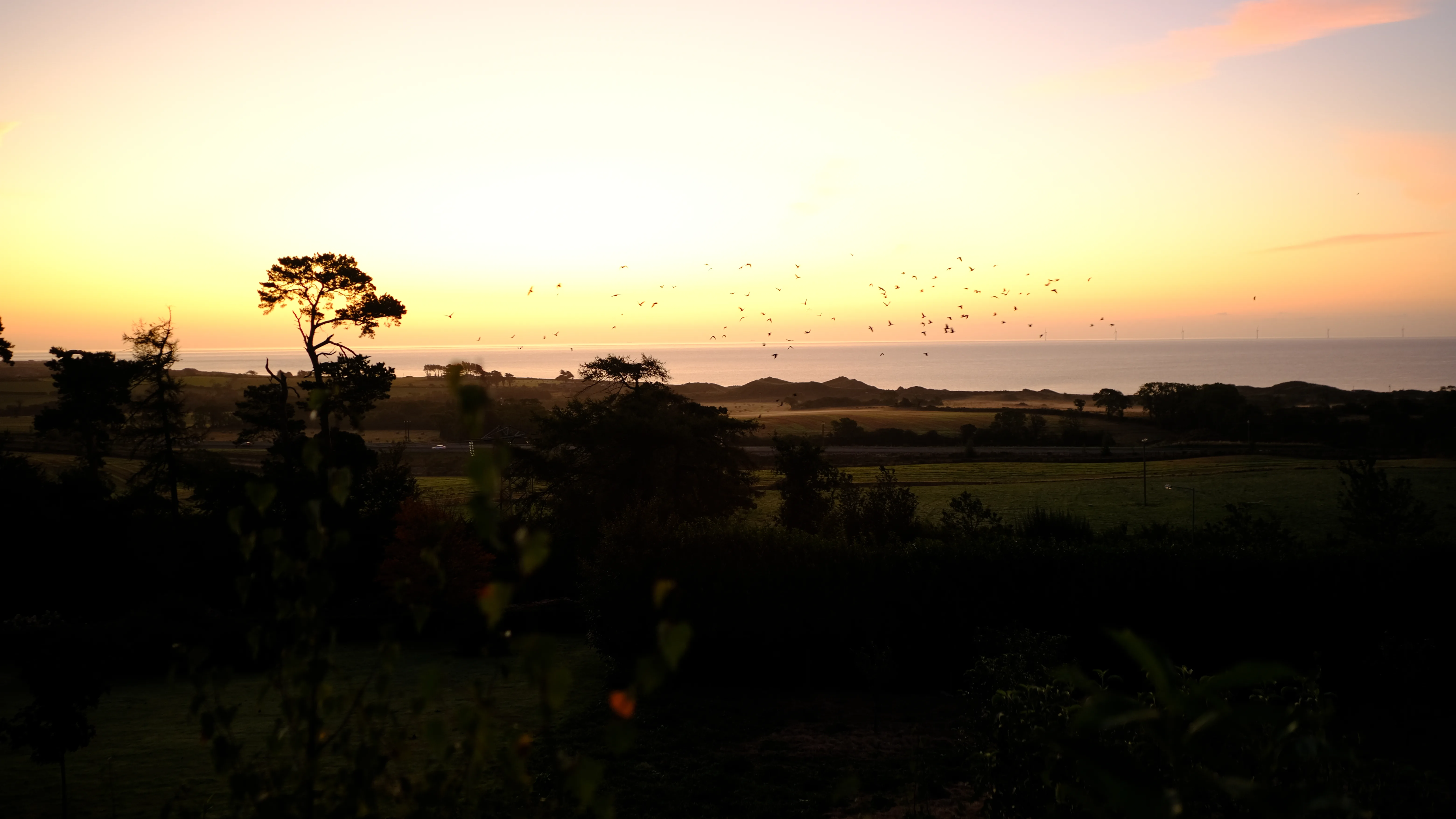 A flock of birds at sunrise (coastal country view)