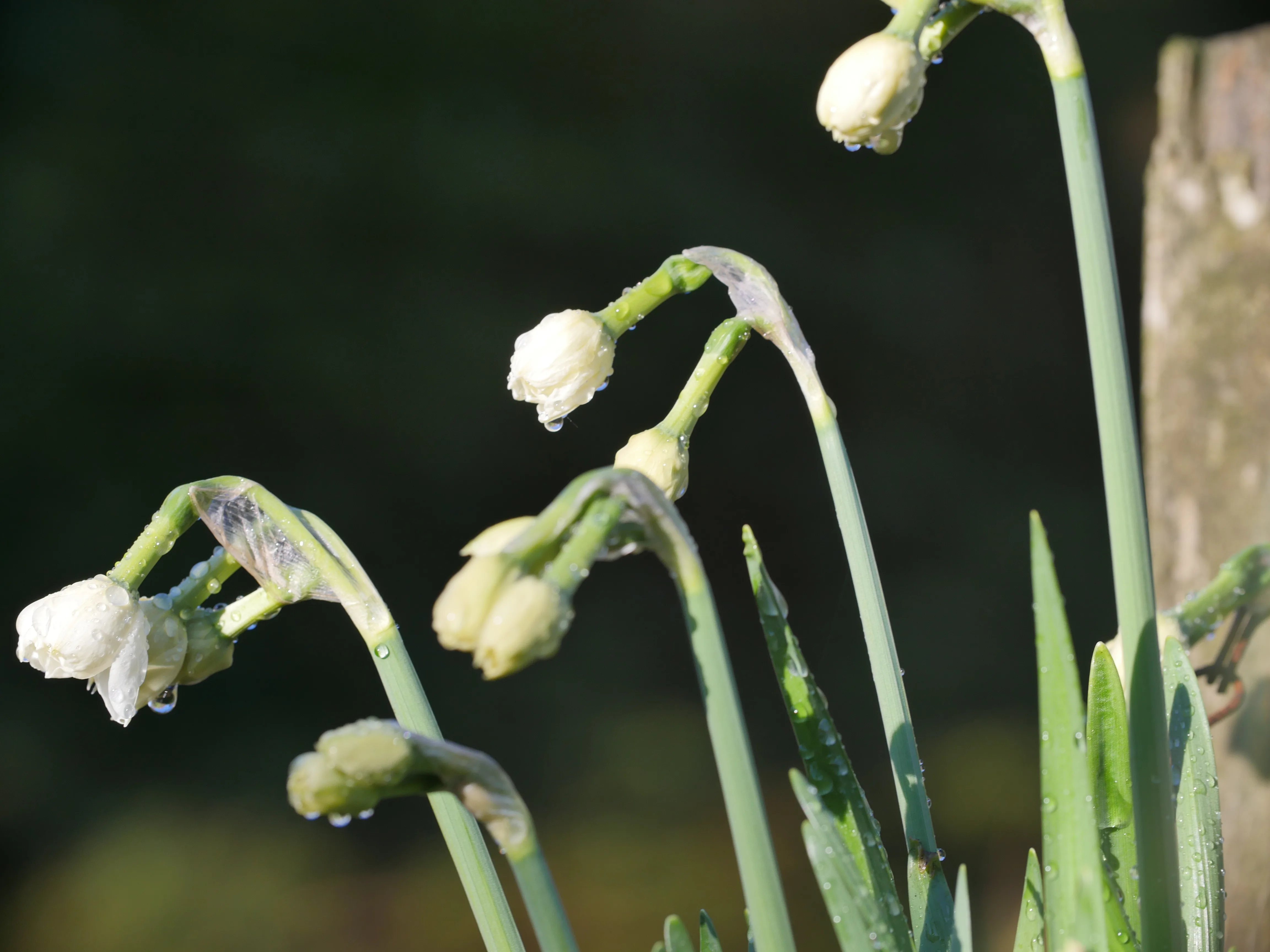 Narcissus flowers early budding