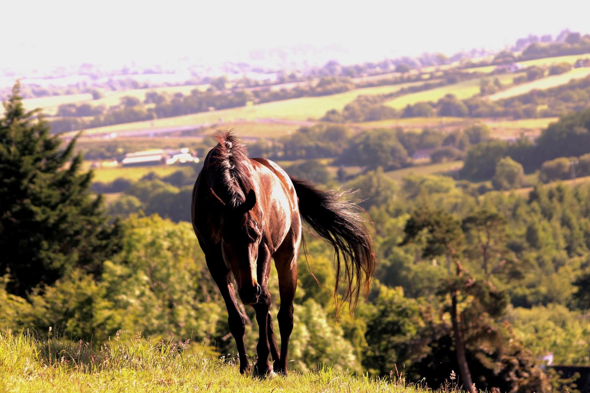 A horse in a field