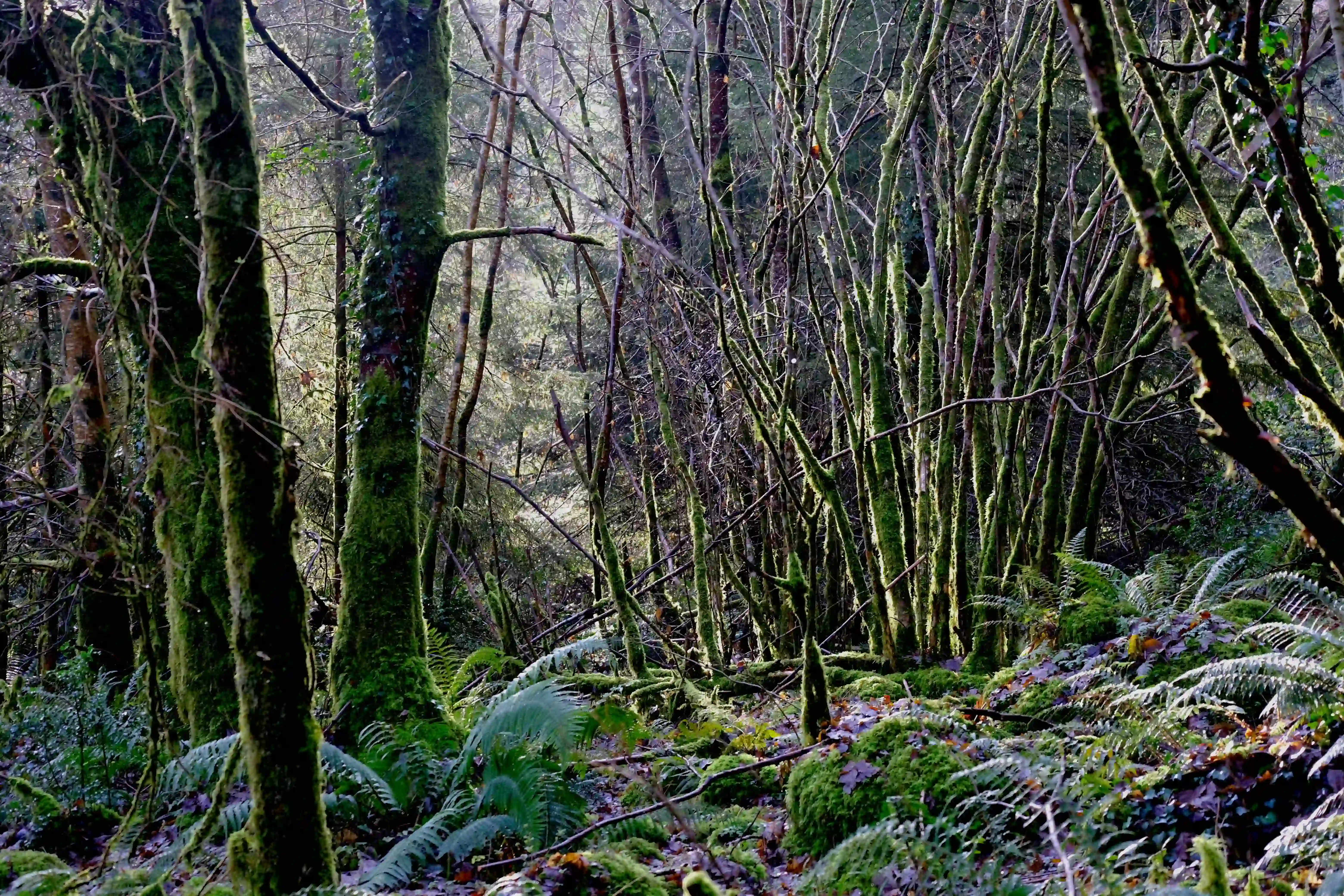 A mystical winter forest with moss and ferns